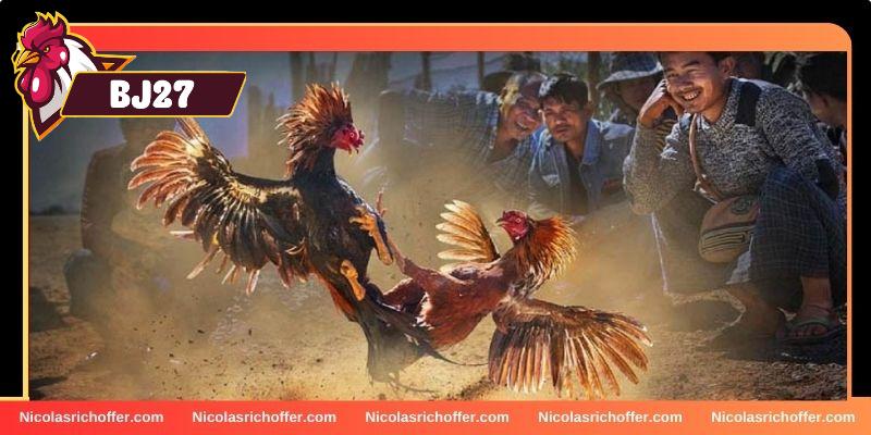 Khám phá về đá gà cựa dao Khám phá về đá gà cựa dao