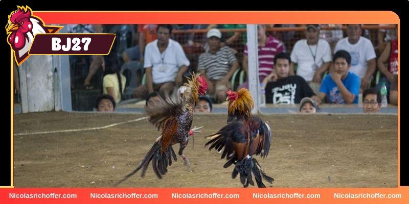 Sân thi đấu cựa dao tại Mỹ Sân thi đấu cựa dao tại Mỹ