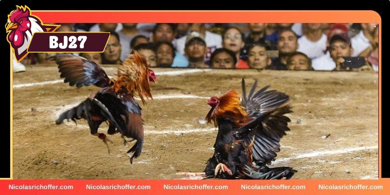 Tổng quan thông tin cho newbie về đá gà cựa sắt Tổng quan thông tin cho newbie về đá gà cựa sắt