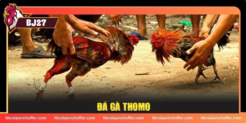 Giới thiệu sơ lược nhất về đá gà Thomo cho tân binh