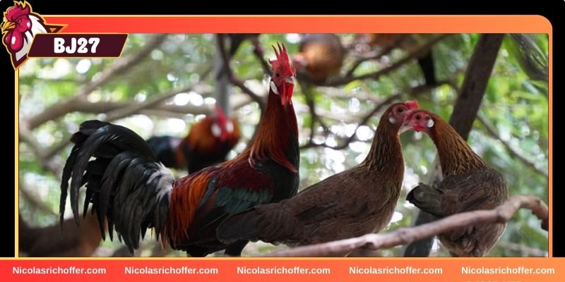 Đảm bảo gà giống chất lượng Đảm bảo gà giống chất lượng