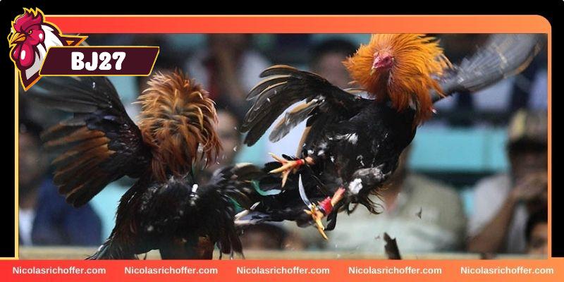 Kinh nghiệm chơi đá gà dựa vào phong độ Kinh nghiệm chơi đá gà dựa vào phong độ